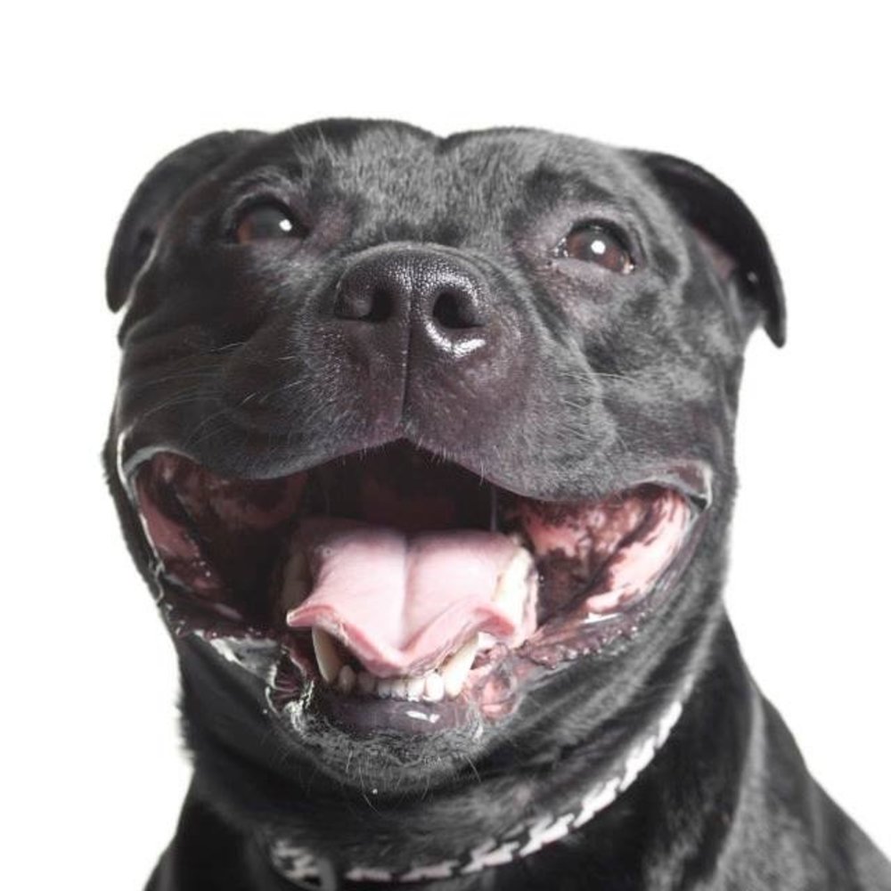 Meet your Posher, Henry